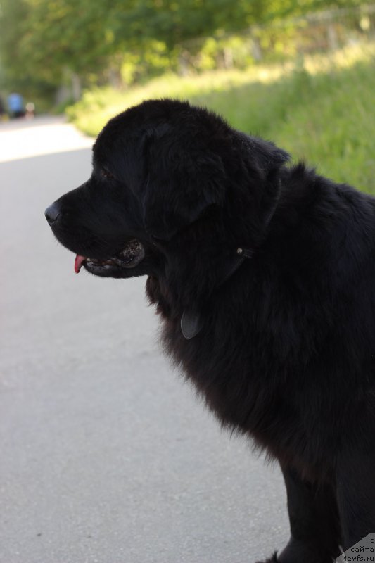 Фото: ньюфаундленд Piternyuf Ideas For Life (Питерньюф Идеас Фор Лифе)