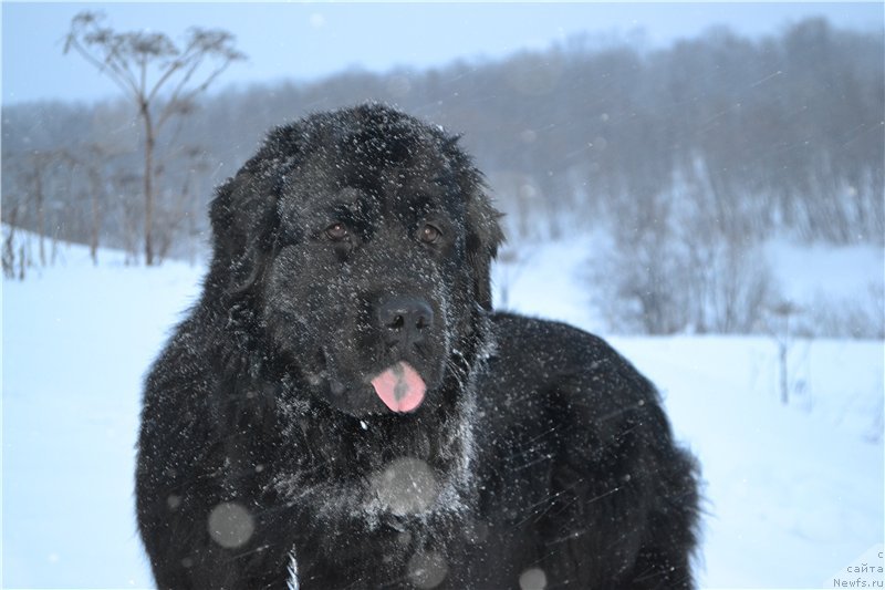 Фото: ньюфаундленд Piternyuf Ideas For Life (Питерньюф Идеас Фор Лифе)