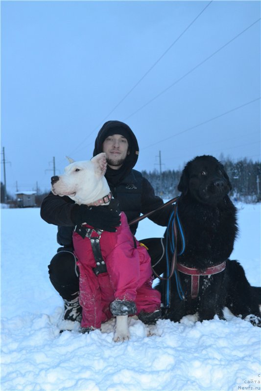 Фото: ньюфаундленд Piternyuf Ideas For Life (Питерньюф Идеас Фор Лифе)