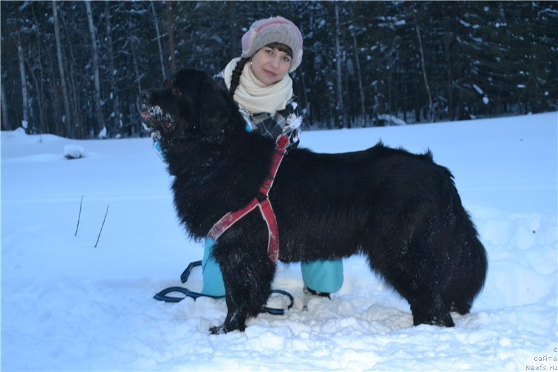 Фото: ньюфаундленд Piternyuf Ideas For Life (Питерньюф Идеас Фор Лифе), Zarina Lubkova (Зарина Лубкова)