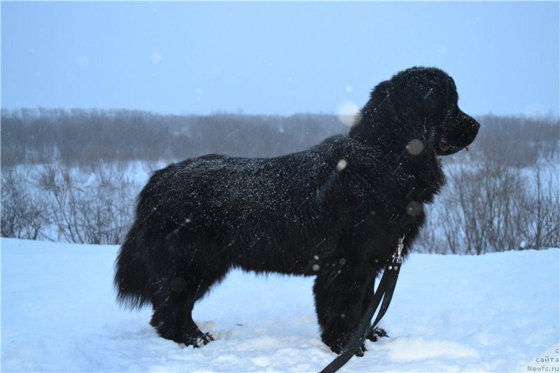 Фото: ньюфаундленд Piternyuf Ideas For Life (Питерньюф Идеас Фор Лифе)