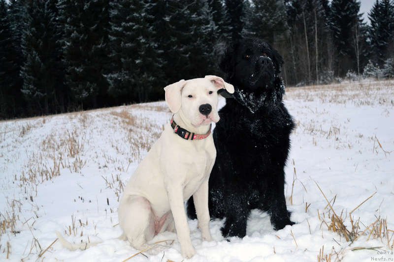 Фото: ньюфаундленд Piternyuf Ideas For Life (Питерньюф Идеас Фор Лифе), Дейнерис