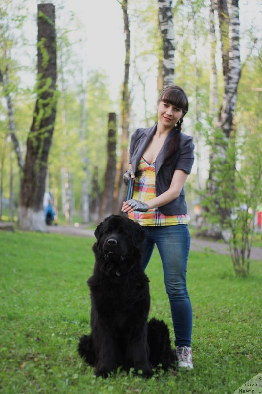 Фото: ньюфаундленд Piternyuf Ideas For Life (Питерньюф Идеас Фор Лифе), Zarina Lubkova (Зарина Лубкова)