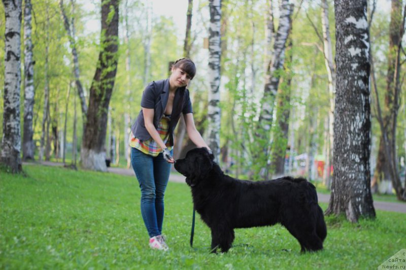 Фото: ньюфаундленд Piternyuf Ideas For Life (Питерньюф Идеас Фор Лифе), Zarina Lubkova (Зарина Лубкова)