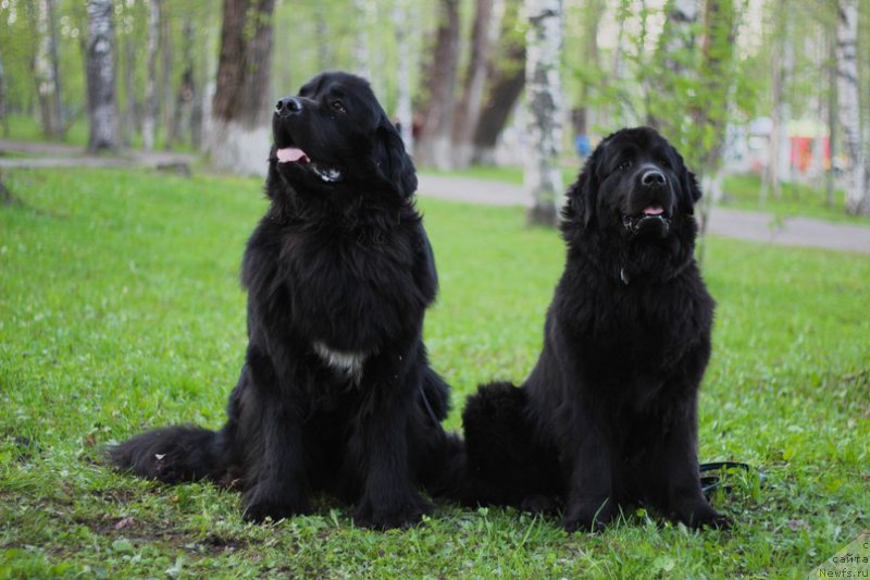 Фото: ньюфаундленд Piternyuf Ideas For Life (Питерньюф Идеас Фор Лифе), ньюфаундленд Pitern'yuf CHivas Regal (Питерньюф Чивас Регал)