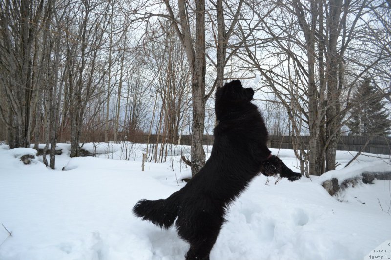 Фото: ньюфаундленд Piternyuf Ideas For Life (Питерньюф Идеас Фор Лифе)