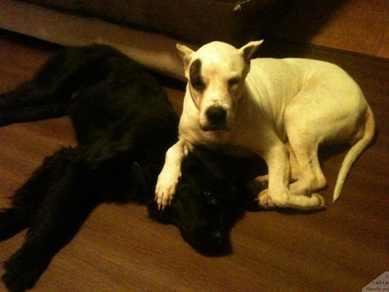 Фото: ньюфаундленд Piternyuf Ideas For Life (Питерньюф Идеас Фор Лифе), Вальбона