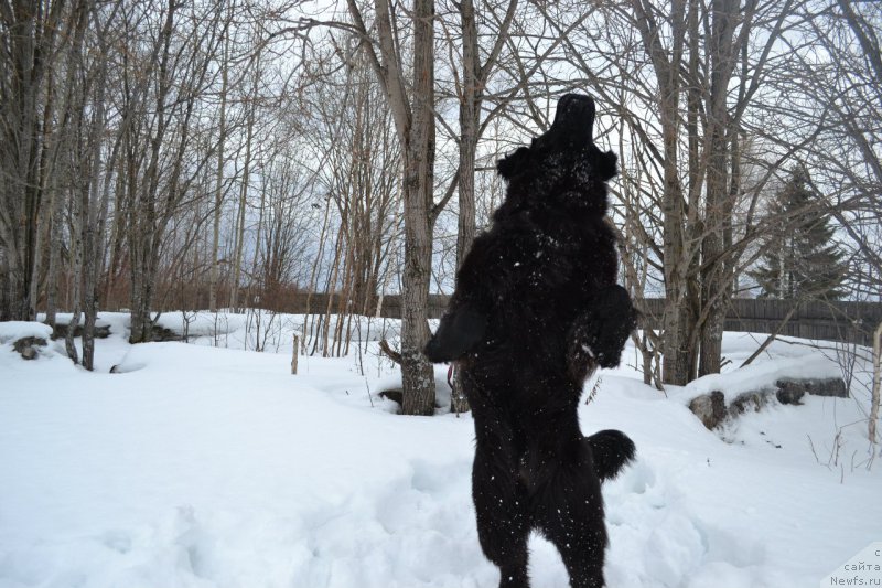 Фото: ньюфаундленд Piternyuf Ideas For Life (Питерньюф Идеас Фор Лифе)