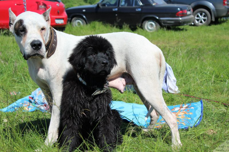 Фото: ньюфаундленд Piternyuf Ideas For Life (Питерньюф Идеас Фор Лифе), Вальбона