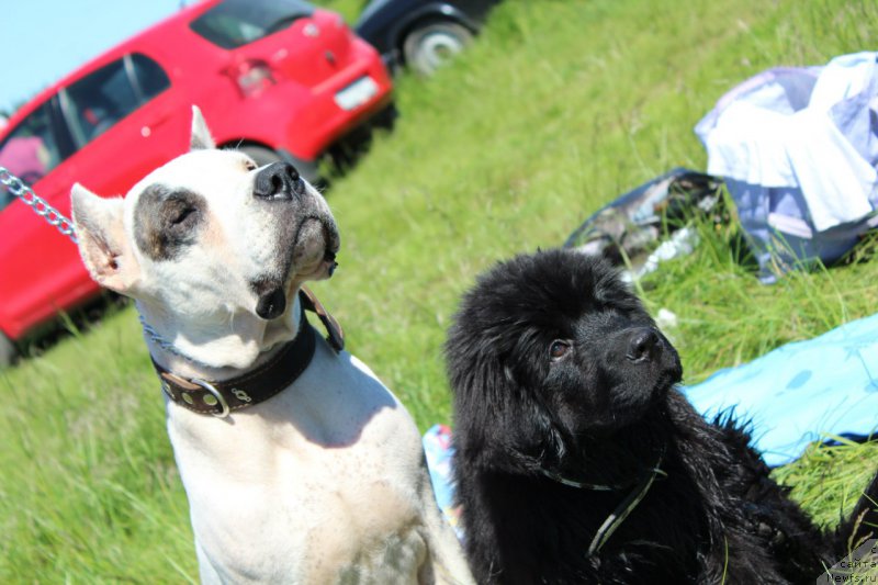 Фото: ньюфаундленд Piternyuf Ideas For Life (Питерньюф Идеас Фор Лифе), Вальбона