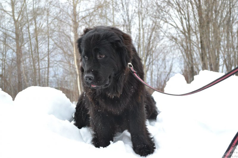 Фото: ньюфаундленд Piternyuf Ideas For Life (Питерньюф Идеас Фор Лифе)