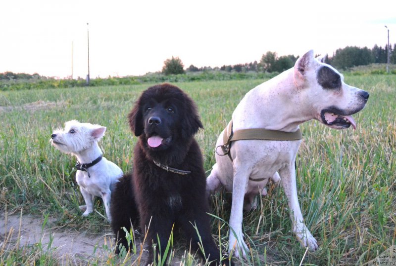 Фото: ньюфаундленд Piternyuf Ideas For Life (Питерньюф Идеас Фор Лифе), Бонка и Борька