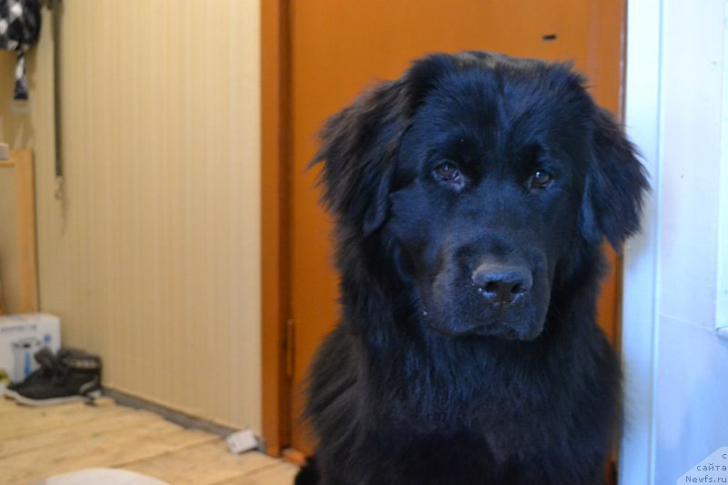 Фото: ньюфаундленд Piternyuf Ideas For Life (Питерньюф Идеас Фор Лифе)