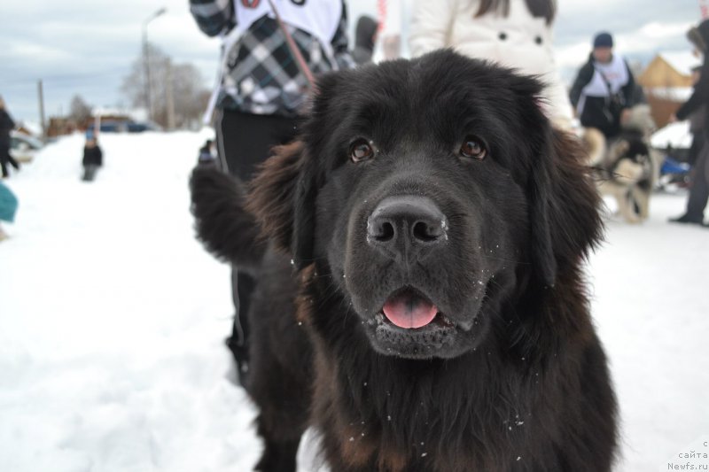 Фото: ньюфаундленд Piternyuf Ideas For Life (Питерньюф Идеас Фор Лифе)