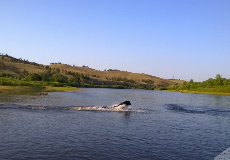 Фото: ньюфаундленд Talisman Morya Markiza Angelov (Талисман Моря Маркиза Ангелов)