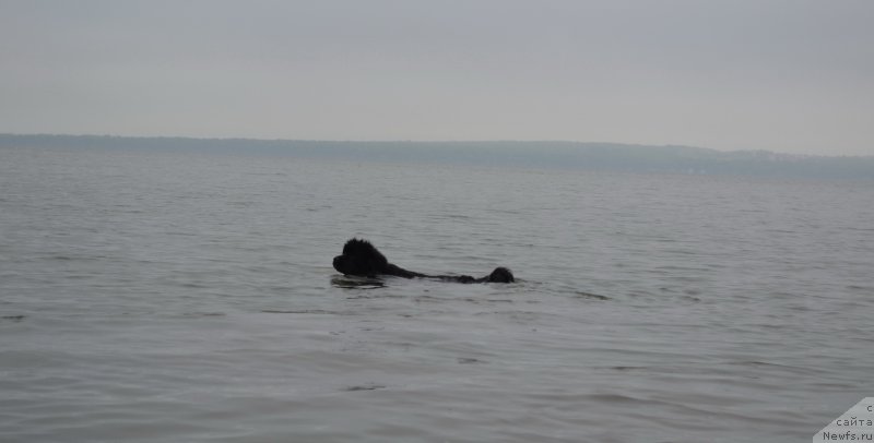 Фото: ньюфаундленд Talisman Morya Mishel' (Талисман Моря Мишель)