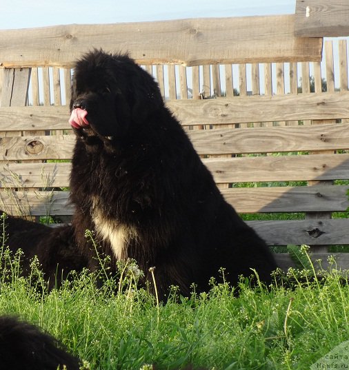 Фото: ньюфаундленд Promise To Love Midnight Bear (Promise To Love Midnight Bear)