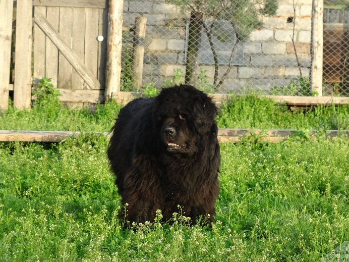 Фото: ньюфаундленд Severtan Rojdennaya Legendoy (Севертан Рожденная Легендой)