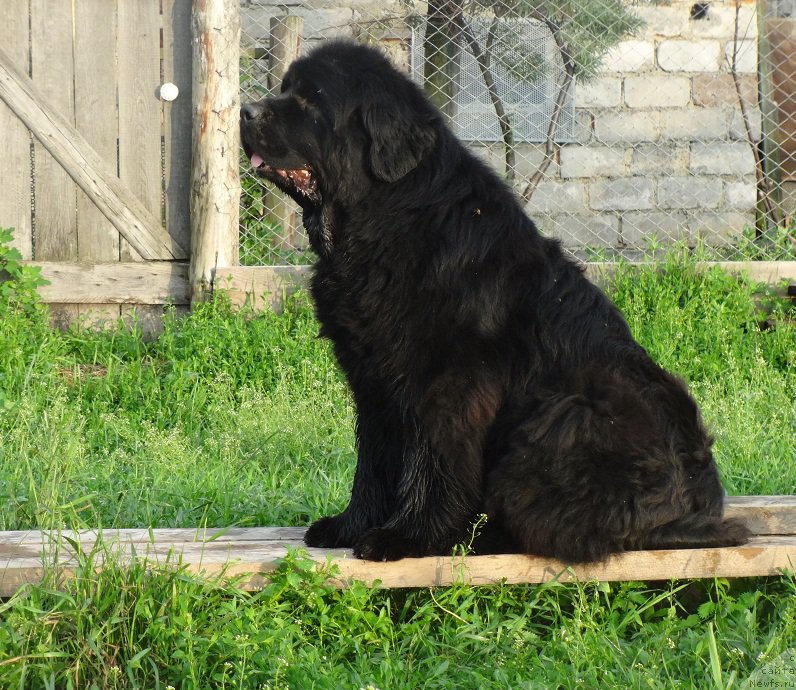 Фото: ньюфаундленд Njufort Natali (Ньюфорт Натали)