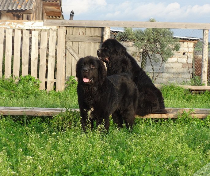 Фото: ньюфаундленд Njufort Natali (Ньюфорт Натали), СБ Нельсон