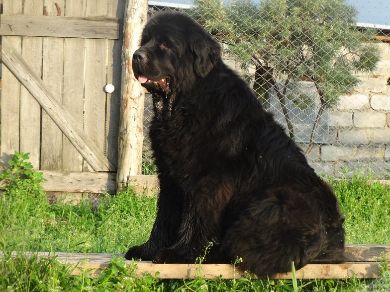 Фото: ньюфаундленд Njufort Natali (Ньюфорт Натали)