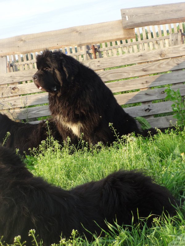 Фото: ньюфаундленд Promise To Love Midnight Bear (Promise To Love Midnight Bear)