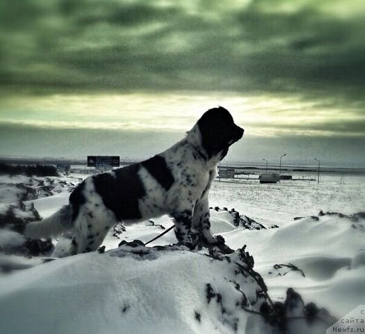 Фото: ньюфаундленд Kara Ayular Dancing Euridica