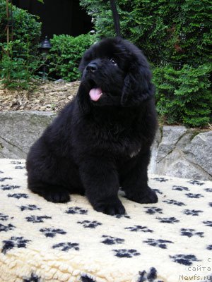 Фото: ньюфаундленд Zoraya Bar von der Ortenau