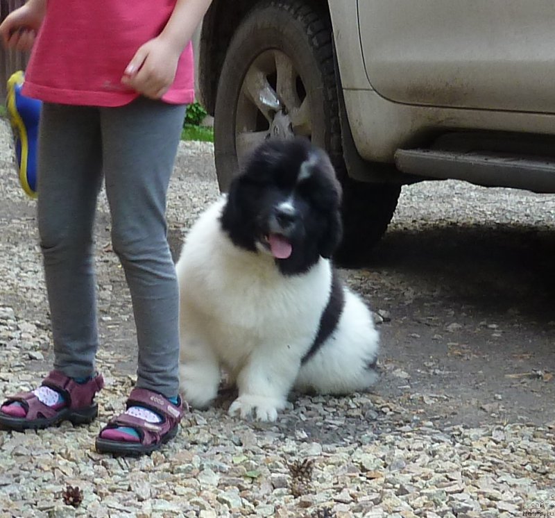 Фотография № 185321