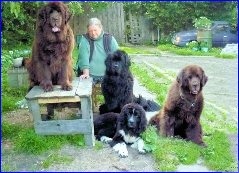 Фото: ньюфаундленд Funnewf Gospozha Udacha (Фанньюф Госпожа Удача), ньюфаундленд Fann'yuf Tinkerbel' Skazochnaya Princessa (Фанньюф Тинкербель Сказочная Принцесса), НОМИ, ньюфаундленд Smigar Rishel Lady Fortuna (Смигар Ришель Леди Фортуна), p1266]