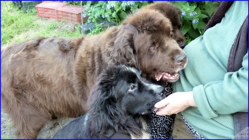 Фотография № 185331