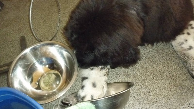 Фотография № 185339