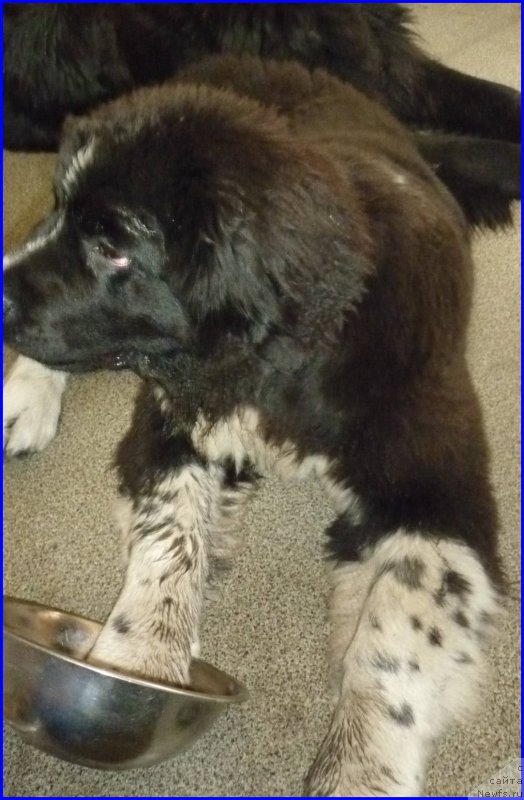 Фотография № 185340