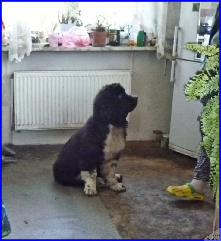 Фотография № 185343