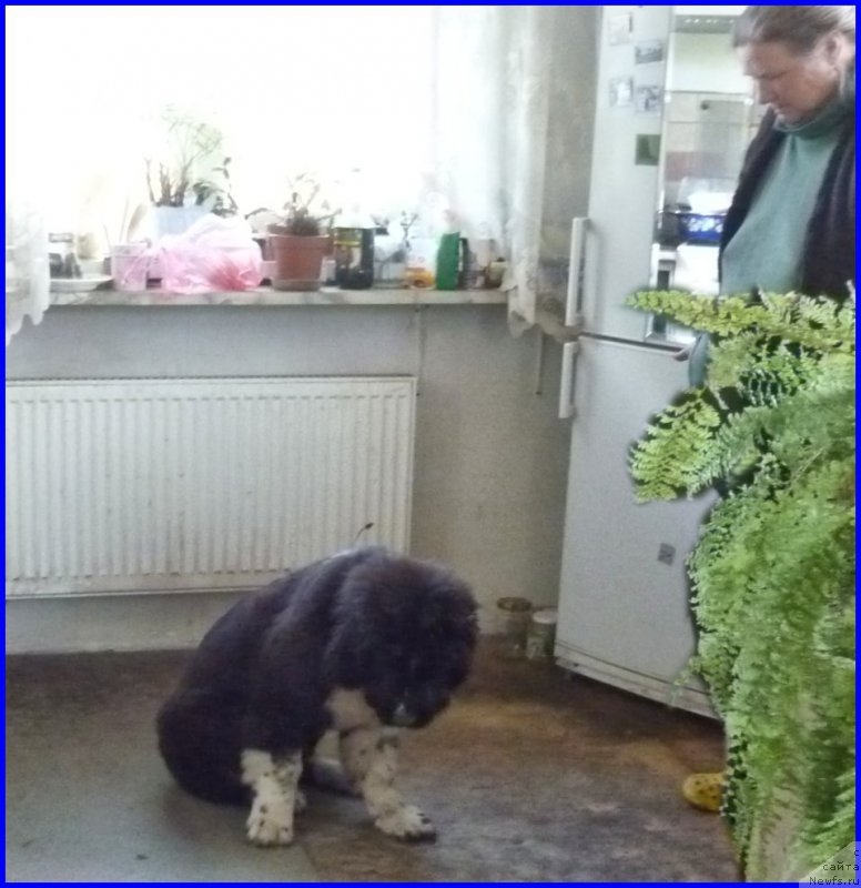 Фотография № 185345