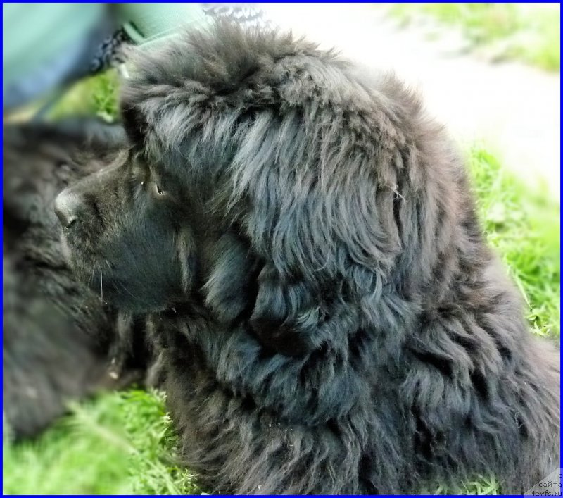 Фотография № 185348