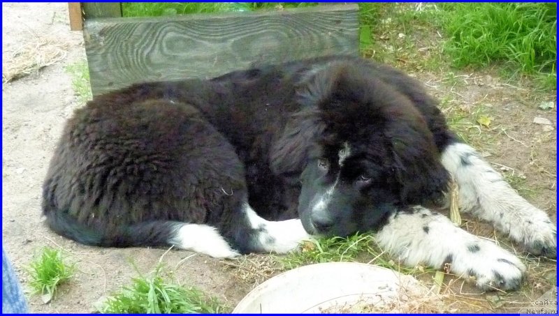 Фотография № 185349