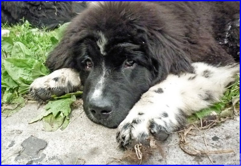 Фотография № 185353