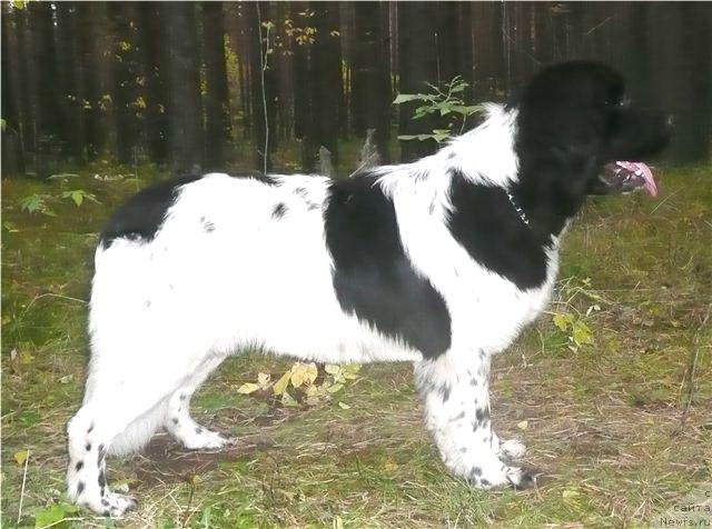 Фото: ньюфаундленд Plyushevaya Panda La Bella (Плюшевая Панда Ла Белла)