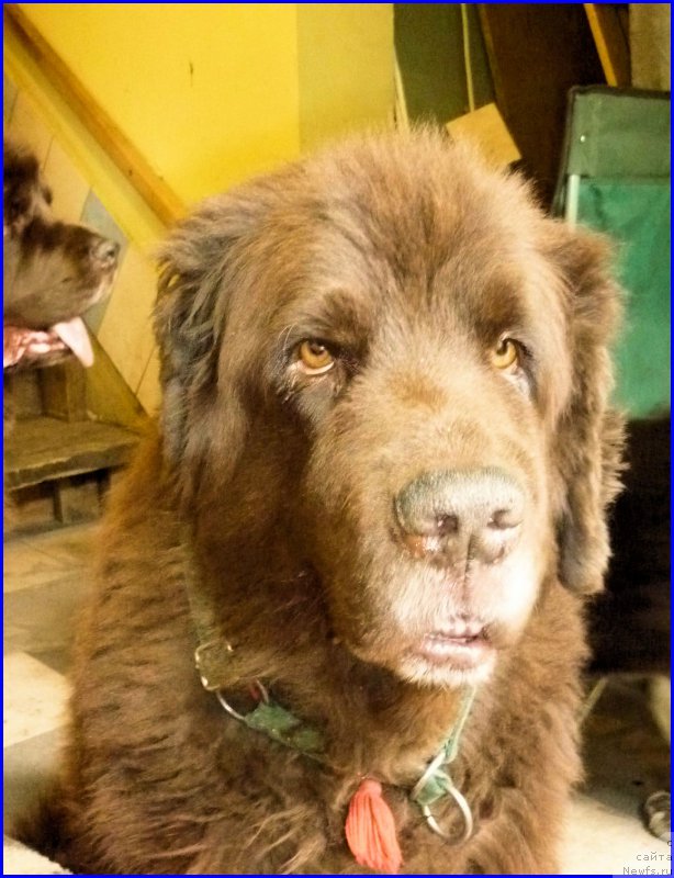 Фото: ньюфаундленд Smigar Rishel Lady Fortuna (Смигар Ришель Леди Фортуна)