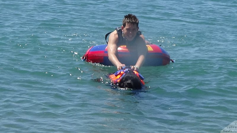 Фото: ньюфаундленд Sent Djons Optimus Prime (Сент Джонс Оптимус Прайм)