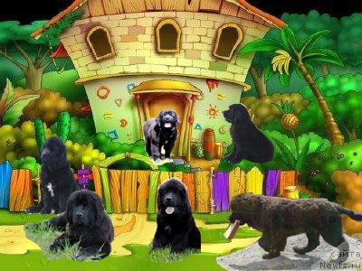 Фото: ньюфаундленд Akvian Song Pink Panter (Аквиан Сонг Пинк Пантер), ньюфаундленд Akvian Song Performans (Аквиан Сонг Перформанс), ньюфаундленд Akvian Song Prekrasnaya Markiza (Аквиан Сонг Прекрасная Маркиза), ньюфаундленд Akvian Song Perfekt Byella (Аквиан Сонг Перфект Бэлла), ньюфаундленд Akvian Song Paloma Pikasso (Аквиан Сонг Палома Пикассо), ньюфаундленд Akvian Song Princess of Naygt (Аквиан Сонг Принцесс оф Найгт)