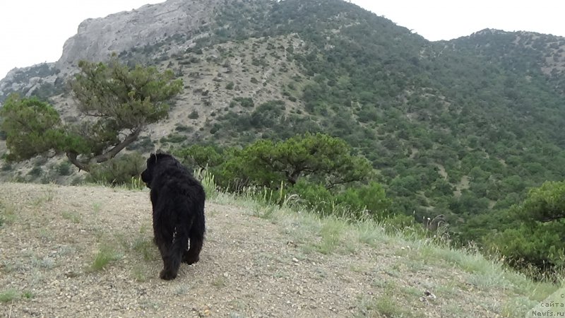 Фото: ньюфаундленд Sent Djons Optimus Prime (Сент Джонс Оптимус Прайм)