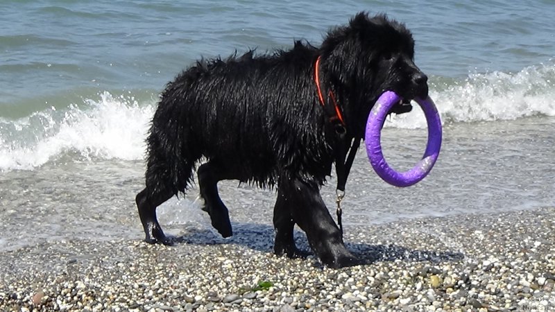 Фото: ньюфаундленд Sent Djons Optimus Prime (Сент Джонс Оптимус Прайм)