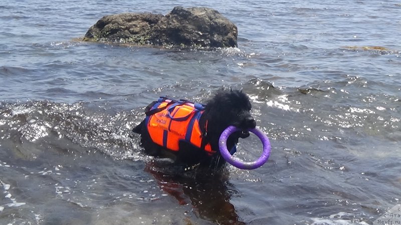 Фото: ньюфаундленд Sent Djons Optimus Prime (Сент Джонс Оптимус Прайм)