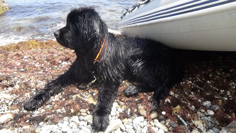 Фото: ньюфаундленд Sent Djons Optimus Prime (Сент Джонс Оптимус Прайм)