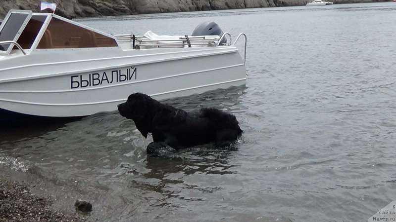 Фото: ньюфаундленд Sent Djons Optimus Prime (Сент Джонс Оптимус Прайм)