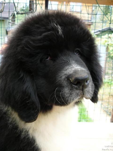 Фото: ньюфаундленд Pchyolkin Dom Burevestnik (Пчёлкин Дом Буревестник)