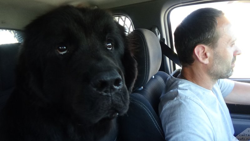 Фото: ньюфаундленд Sent Djons Optimus Prime (Сент Джонс Оптимус Прайм)