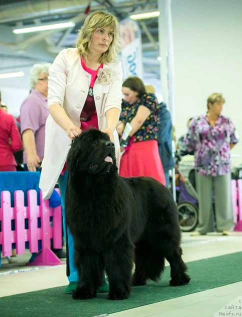 Фото: ньюфаундленд Smigar Time Line (Смигар Тайм Лайн)